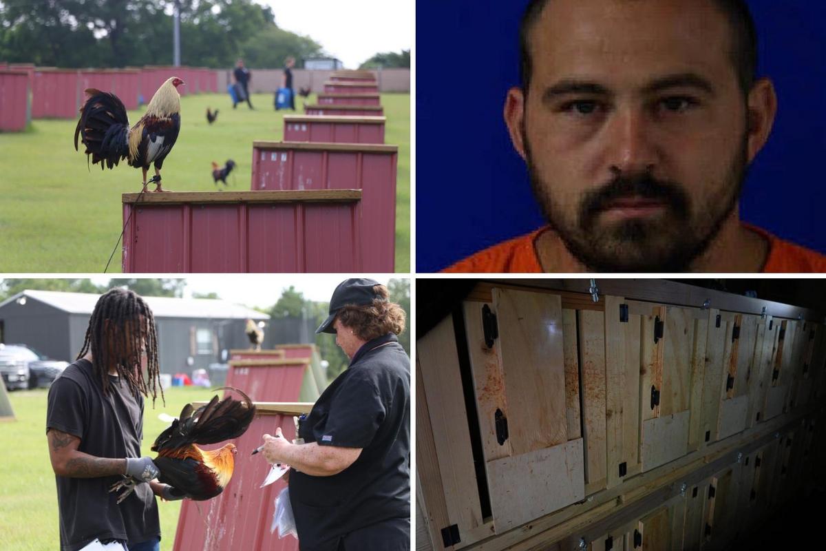 East Texas Man Arrested After 181 Roosters Found