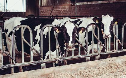 Brazil milk prices fall as production outpaces demand in July