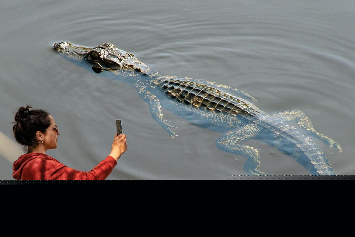 DNR Captures Rare Photo of Alligator in the Wild
