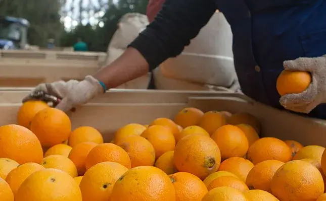 Rail reforms offer fresh hope for agricultural logistics
