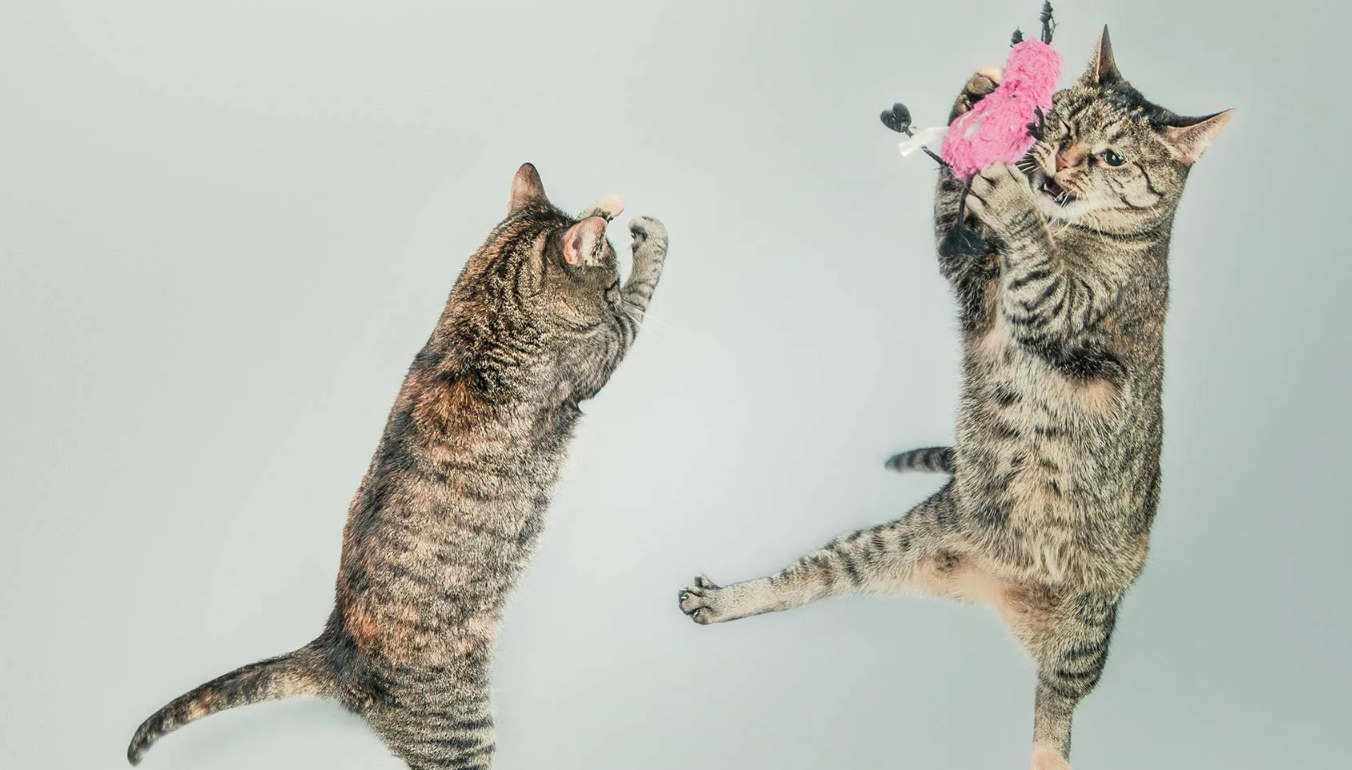 The Movies Have Gone to… the Cats???