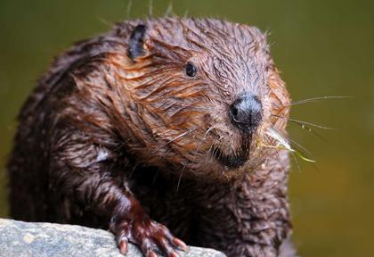 Could beavers be the answer to flooding issues in south Warwickshire?