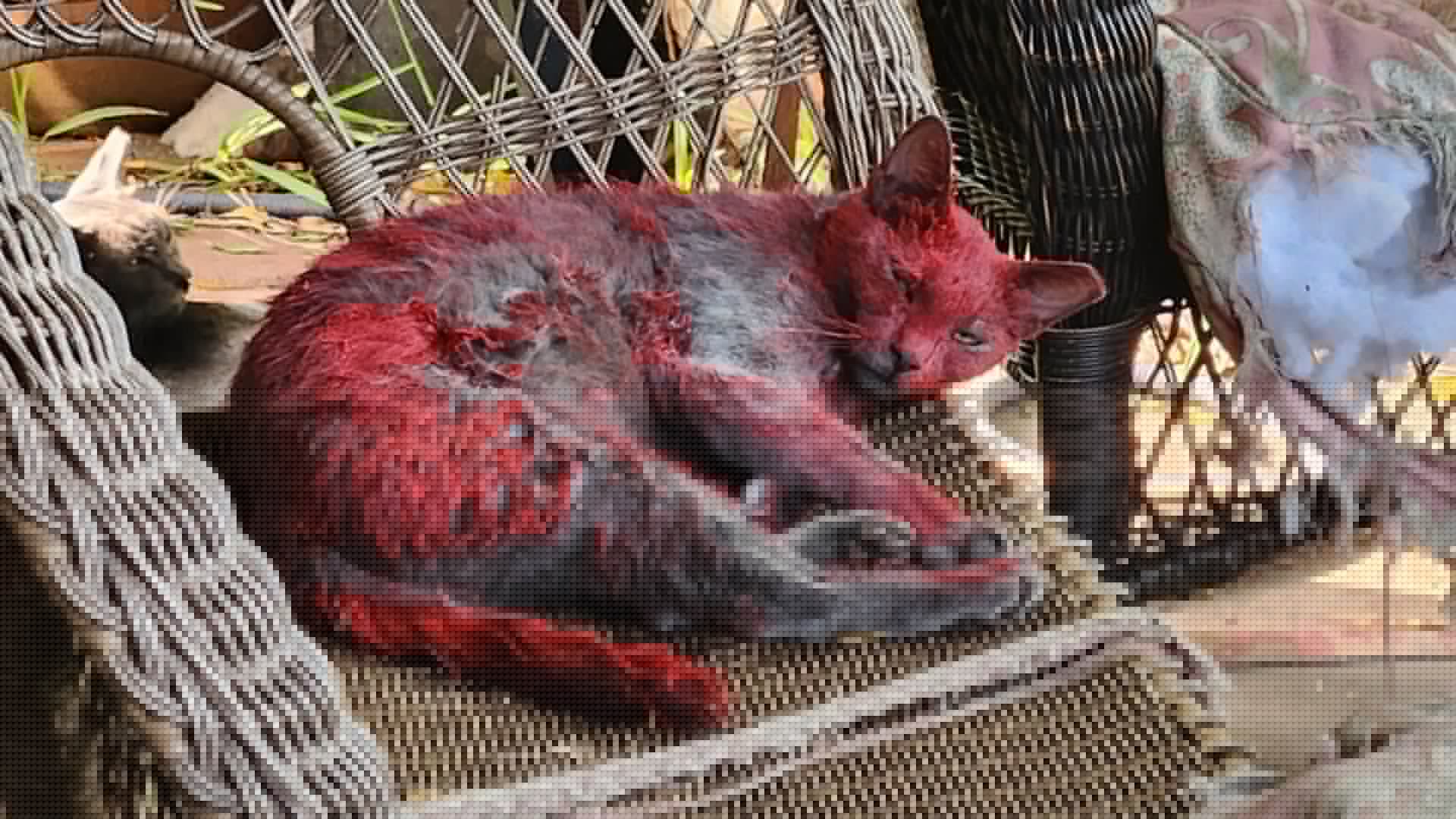 Americans urged to STAY AWAY from bizarre bright red ‘devil’ cat seen wandering around US city