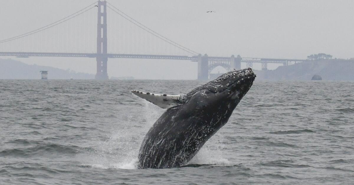 Whale watching in California can be spectacular. These are the best spots across the coast