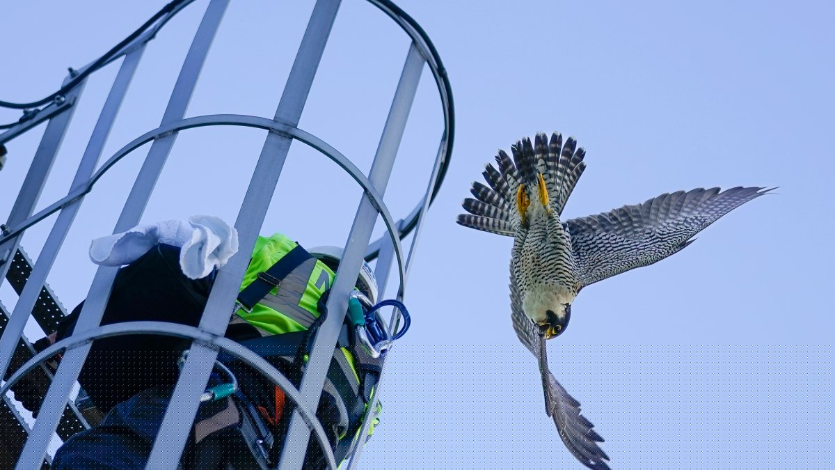 Peregrine falcons adapt to city living as coastal cousins struggle with bird flu