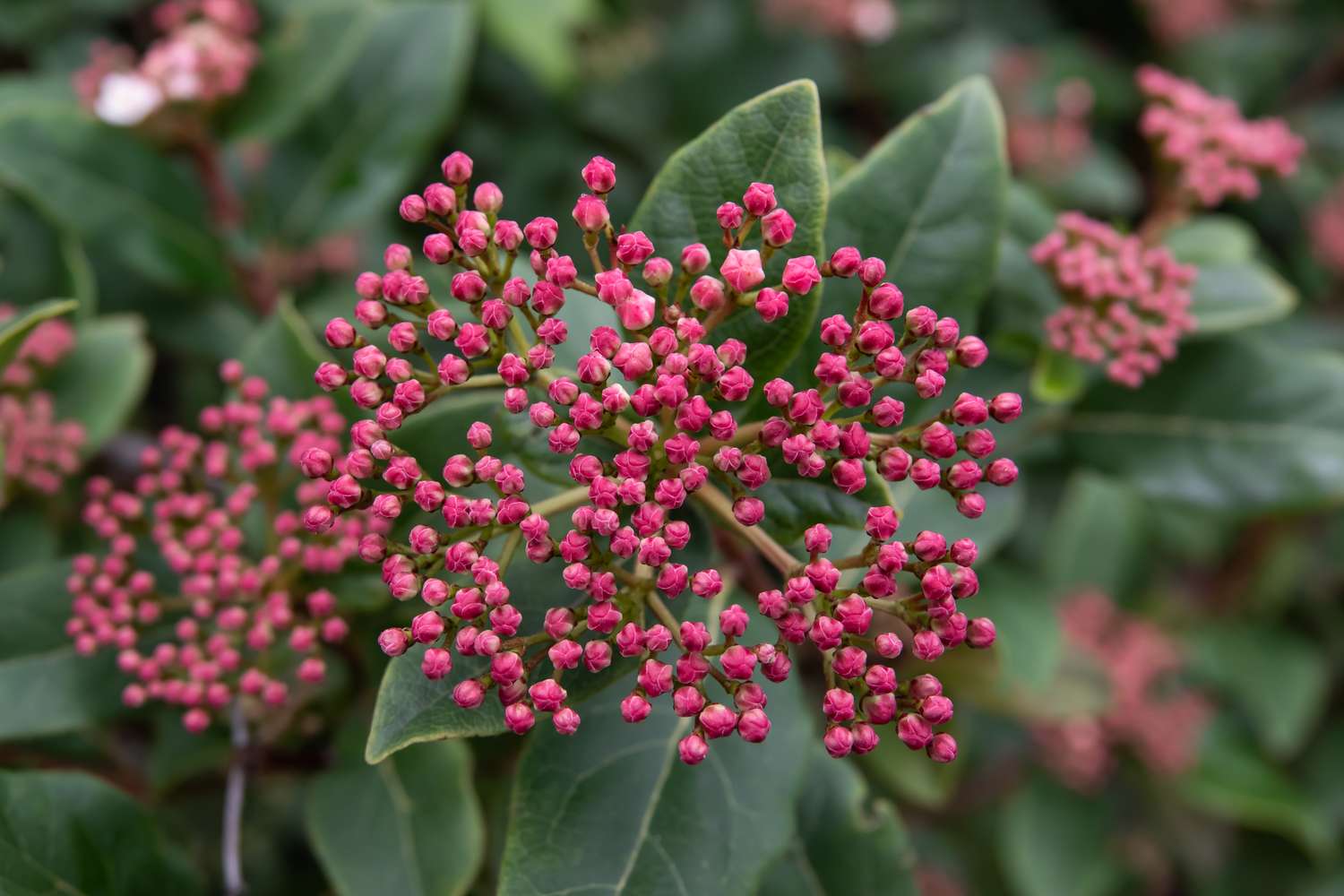 Why Viburnum Should Be Your Go-to Winter Shrub—and How to Care for It