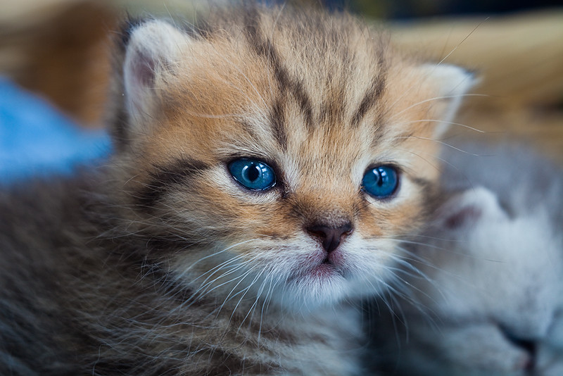 Eight-Week-Old Kitten Allegedly Hurled From a Moving Car Into Traffic: Demand Maximum Charges