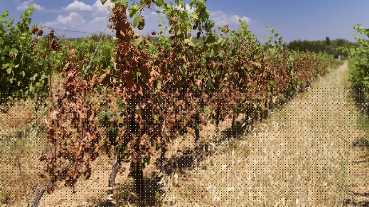 Incendies : incertitudes autour des vendanges, les vignerons annoncent des vins de Bordeaux "prometteurs" alors que l'État retarde la publication de ses traditionnelles prévisions