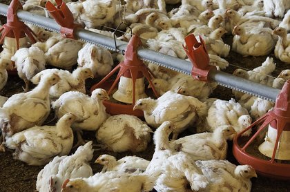 Comment on Engineering journal plucks poultry paper for plagiarism by Mary K Kuhner