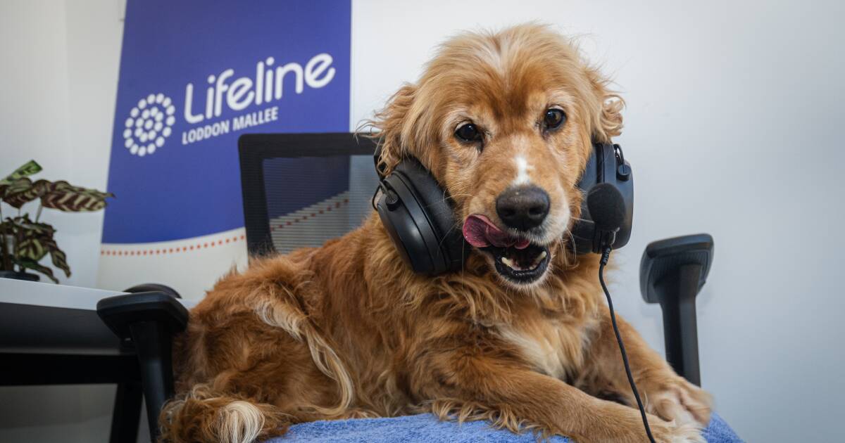 Your pooch or kitty could help those at risk. Check out these cute pics