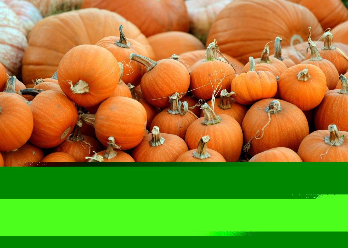 Pumpkin Patch Fun in Lafayette and Acadiana This Halloween
