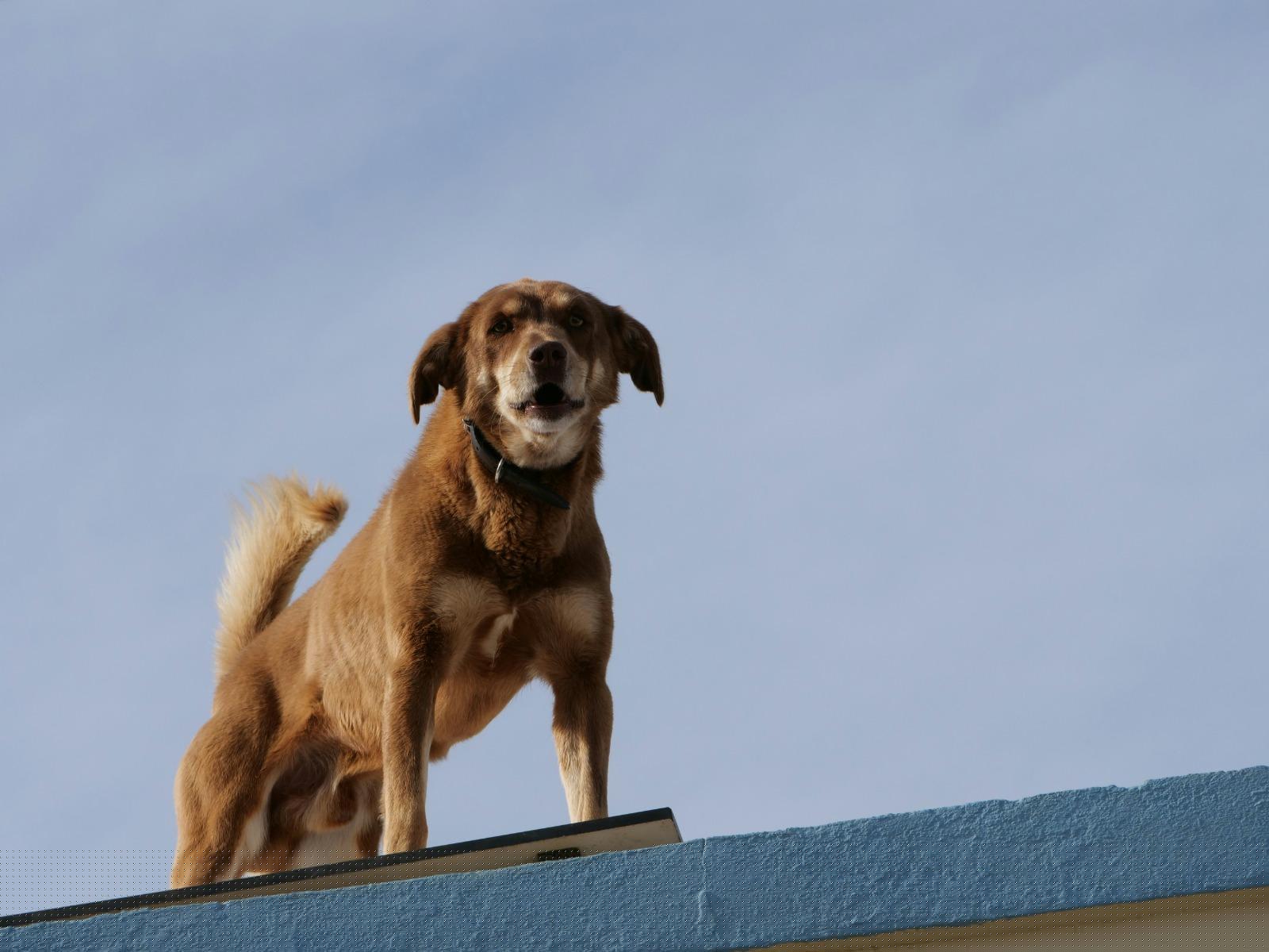 Omitir el cuidado animal es una falta administrativa y un delito por negligencia