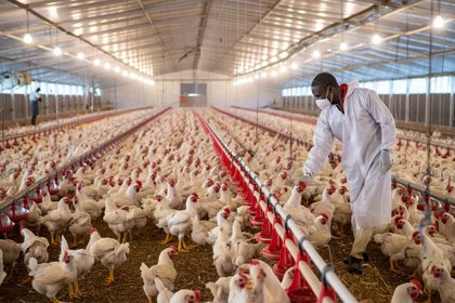 Exploring Africa’s poultry powerhouses – a spotlight on Nigeria