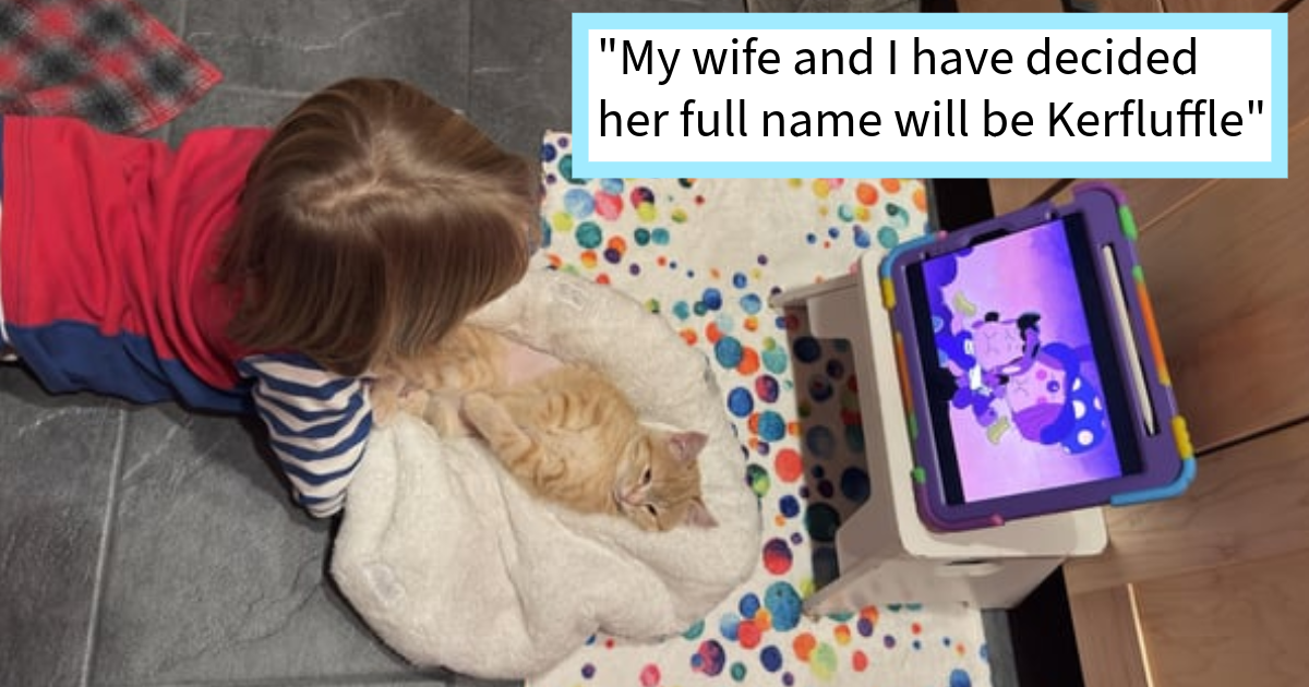 Cat distribution system delivers injured orange kitten who’d have frozen in christmas snow storm to surprised furever family who had no idea they were going to adopt her: ‘We weren’t looking for a cat right now but who are we to argue with the system?’