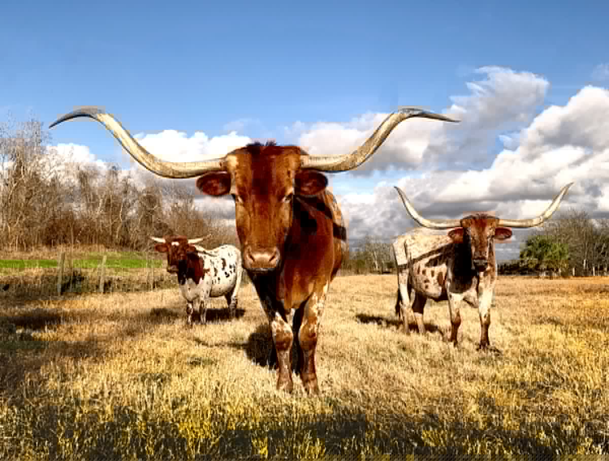Lawton To Celebrate 125 Years By Honoring Western Heritage