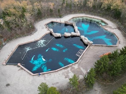 Valium, health checks and fabric slings: the complex logistics of moving 30 beluga whales
