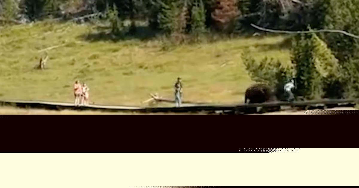 Watch: Bison chases child at Yellowstone National Park during terrifying close encounter