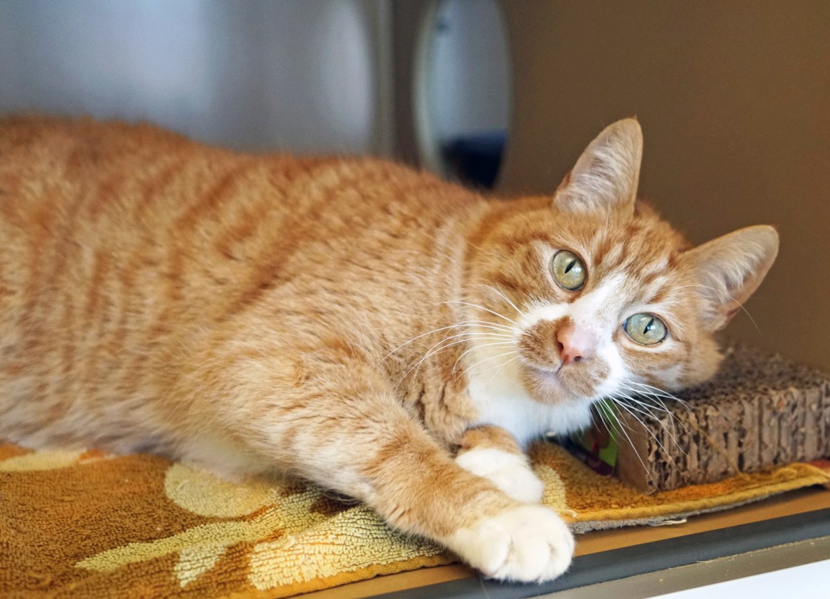 Orange Kitten Found Abandoned After Owners Move Away