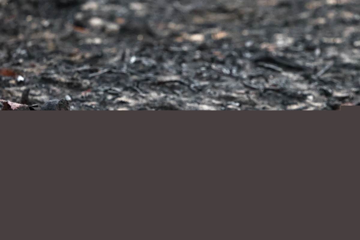 Incêndio perto de Bordeaux revela projéteis da Segunda Guerra Mundial