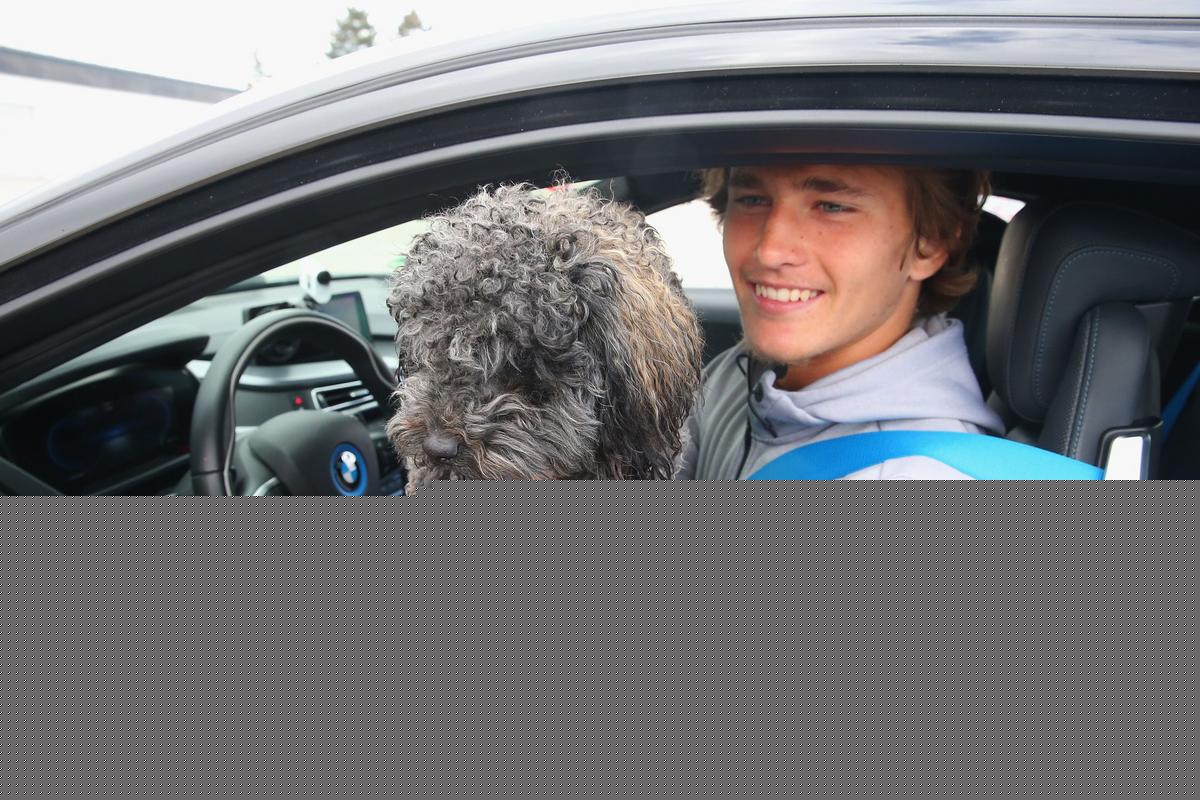 Is It Illegal To Drive With A Dog In Your Lap In Colorado?
