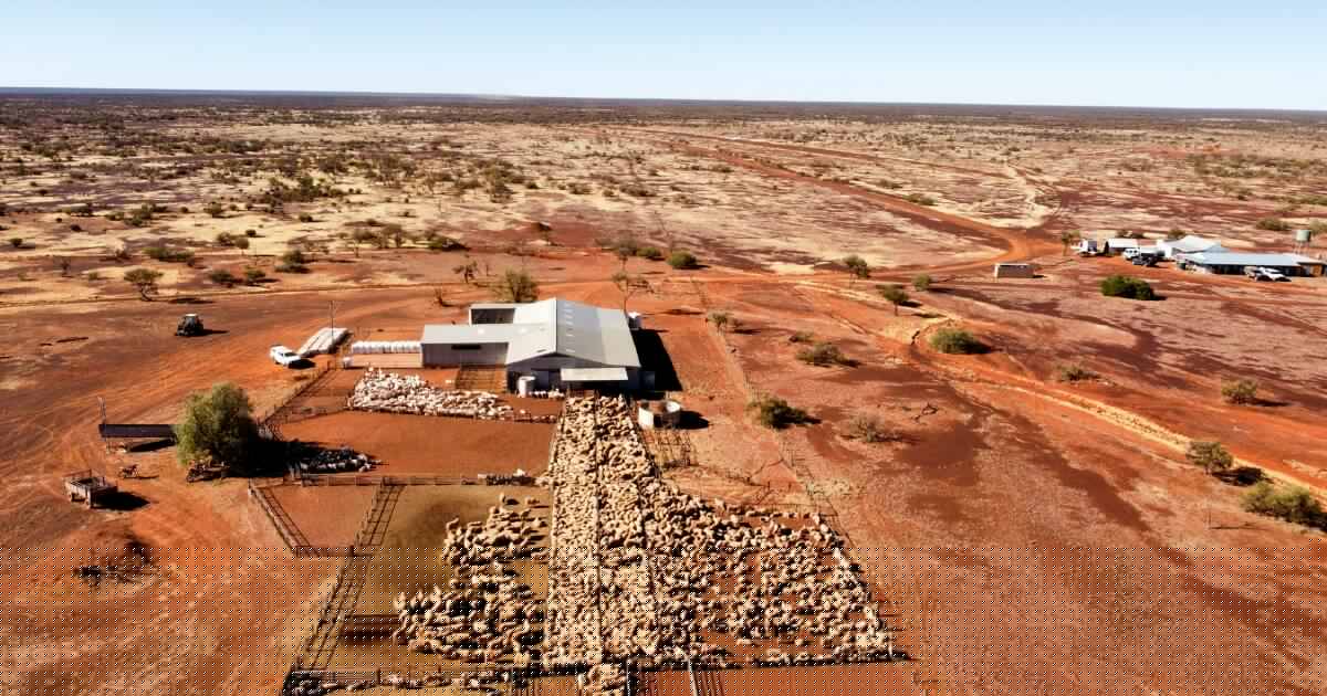 SA investor Charlie Shahin buys Jumbuck's 1.29m hectare sheep stations