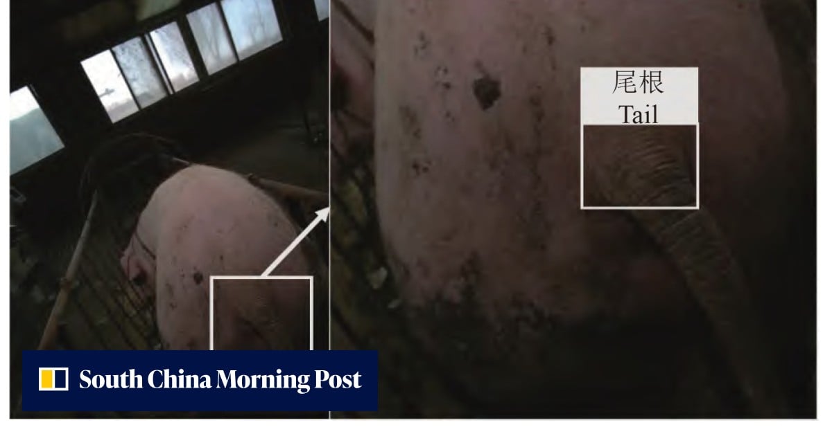 Chinese AI robot delivers needle-free pig vaccinations with 93% accuracy