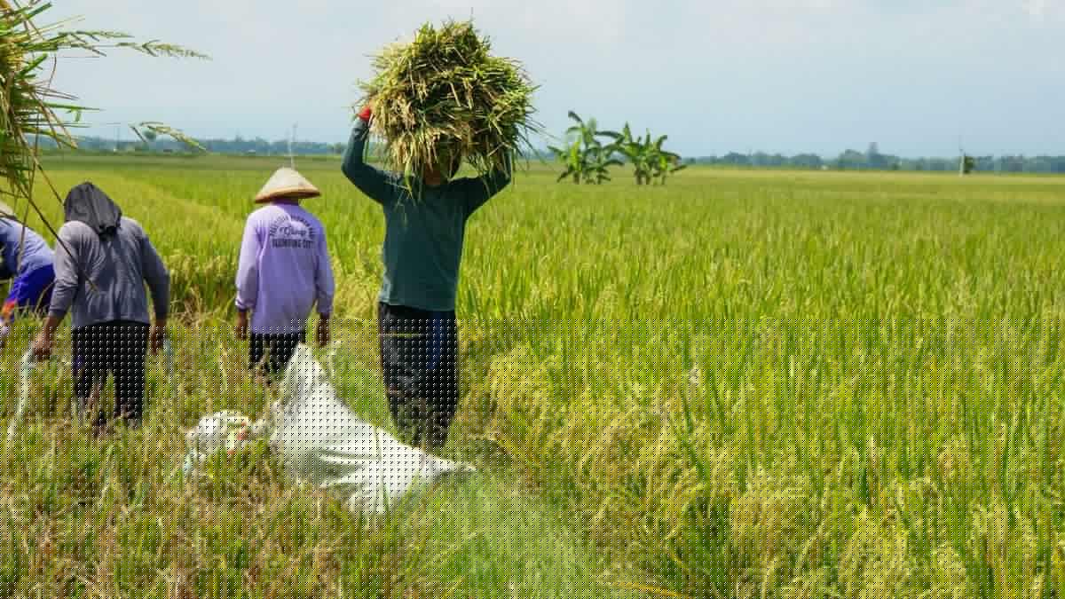 Produksi Beras RI Diprediksi Cuma Naik 0,01% Hingga September 2026