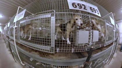 Wisconsin dog breeder rejects $55K fine; disputes animal welfare violations
