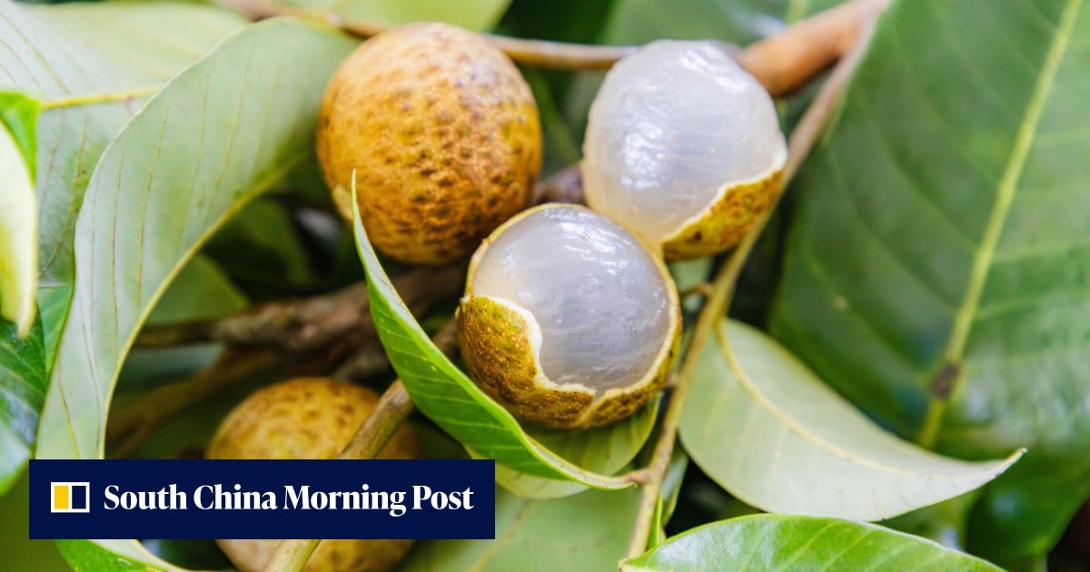 Fruit fusion: how will the market react to Chinese scientists’ lychee-longan creation?