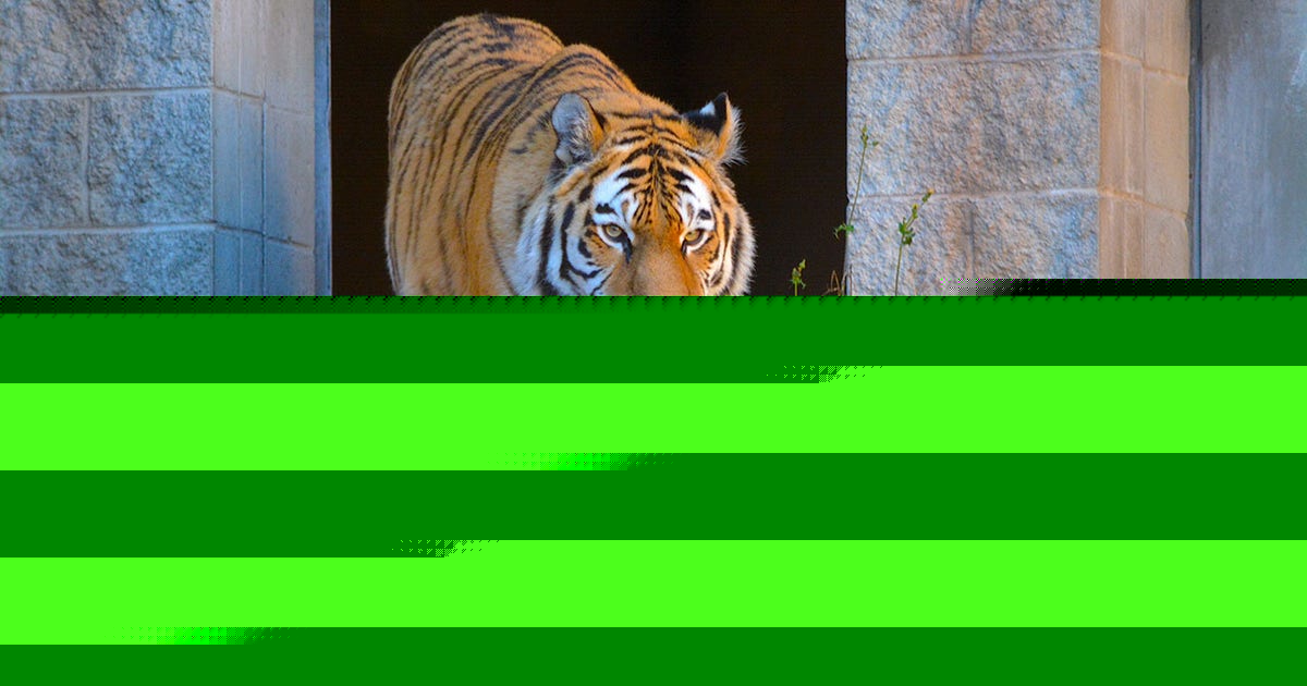 Racine Zoo announces Amur tiger death