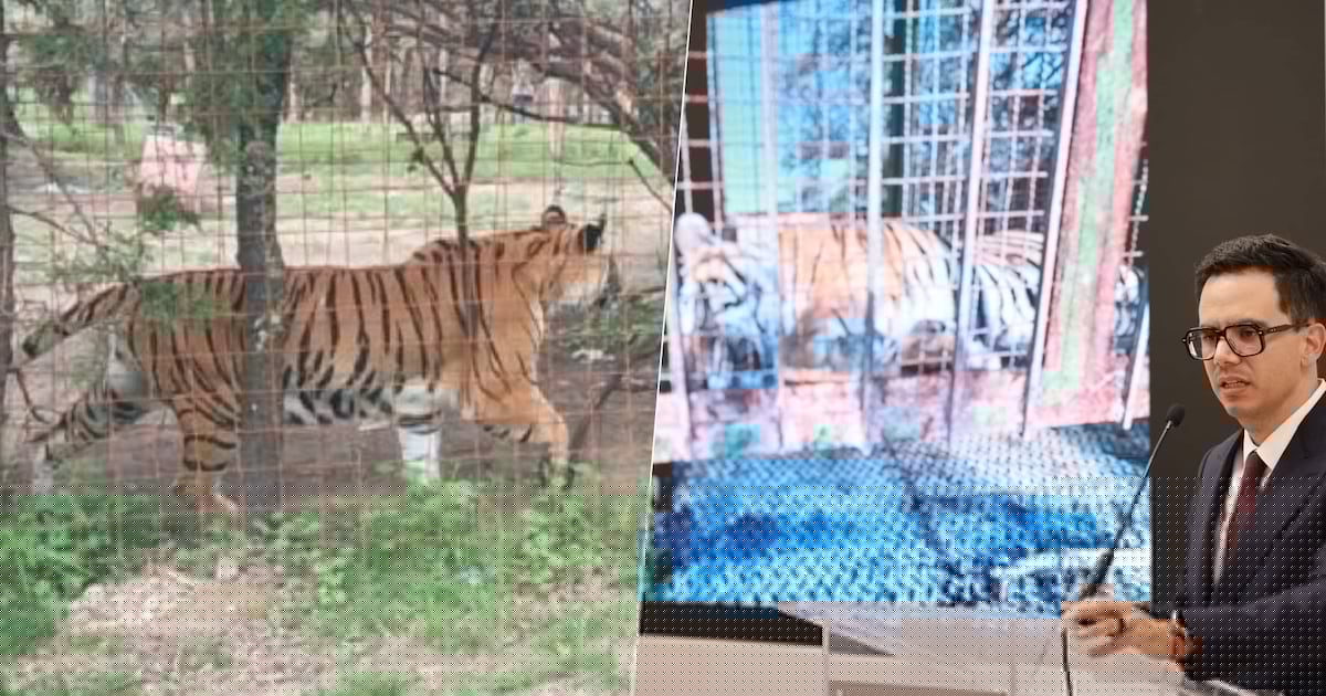 16 detenidos y un tigre de bengala rescatado: El resultado de la Operación Rastrillo en Zacatecas