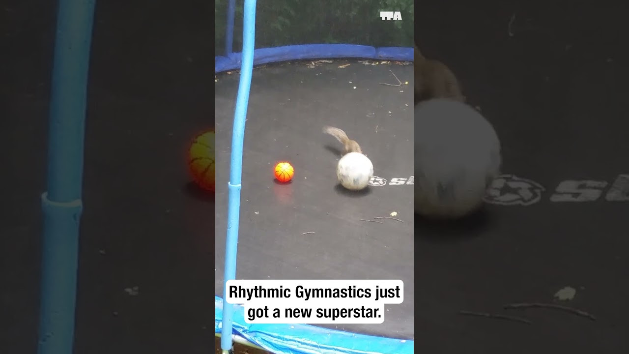 Trampoline fun (Offbeat)