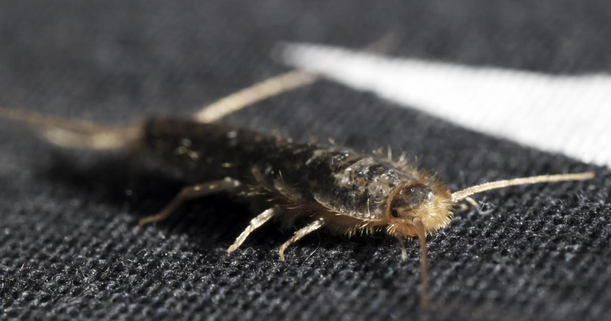 This item every cat owner has could get rid of silverfish from your home