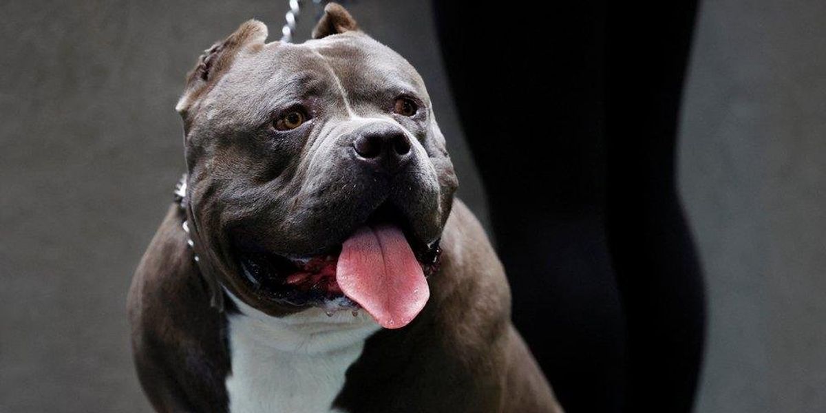'XL bully-type' dog attack leaves three in hospital as heavily-armed police rush to scene
