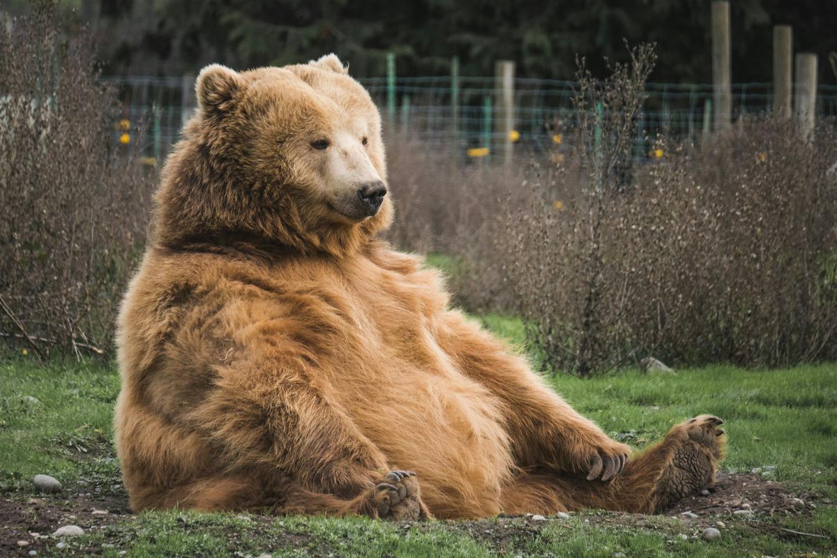 This Unusual Beer Uses Bear Poop From Montana