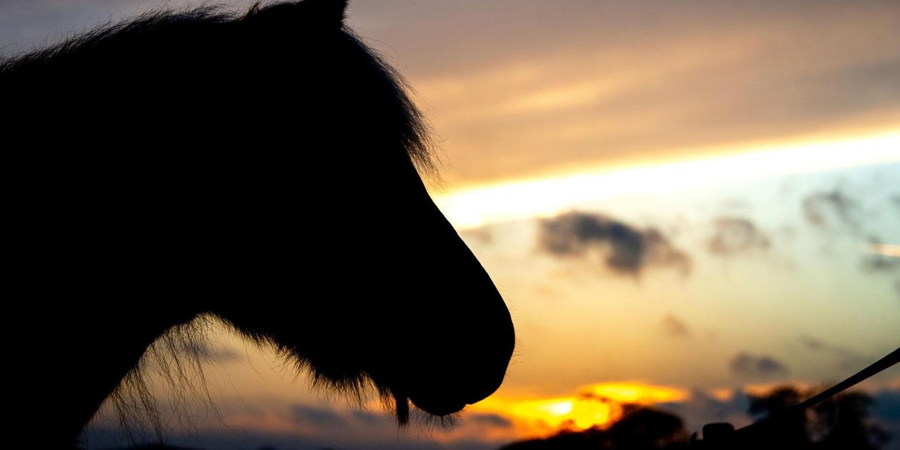 Paaren, galoppieren, flüstern? So verhalten sich Tiere während einer Sonnenfinsternis