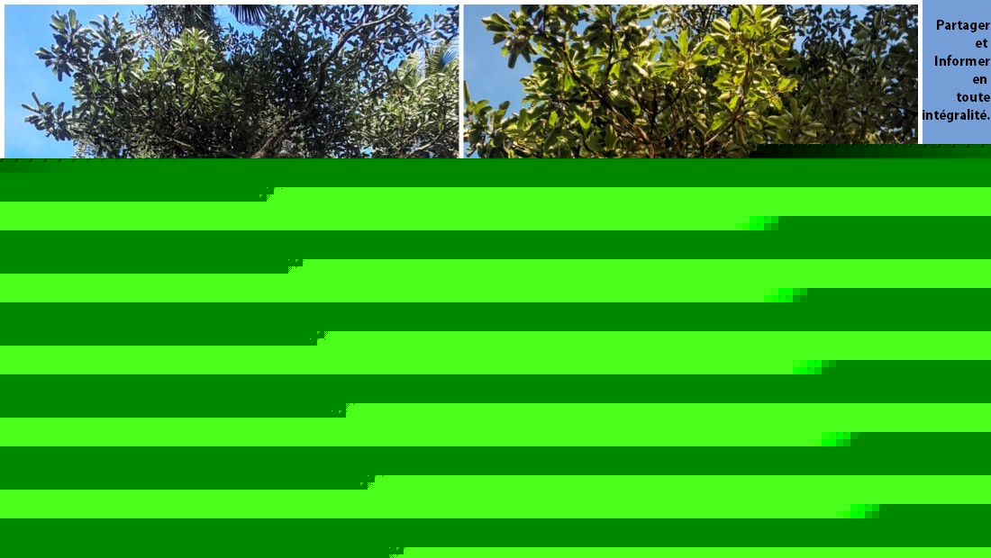 Un arbre endémique centenaire identifié sur le site de reforestation de Trou aux Cerfs