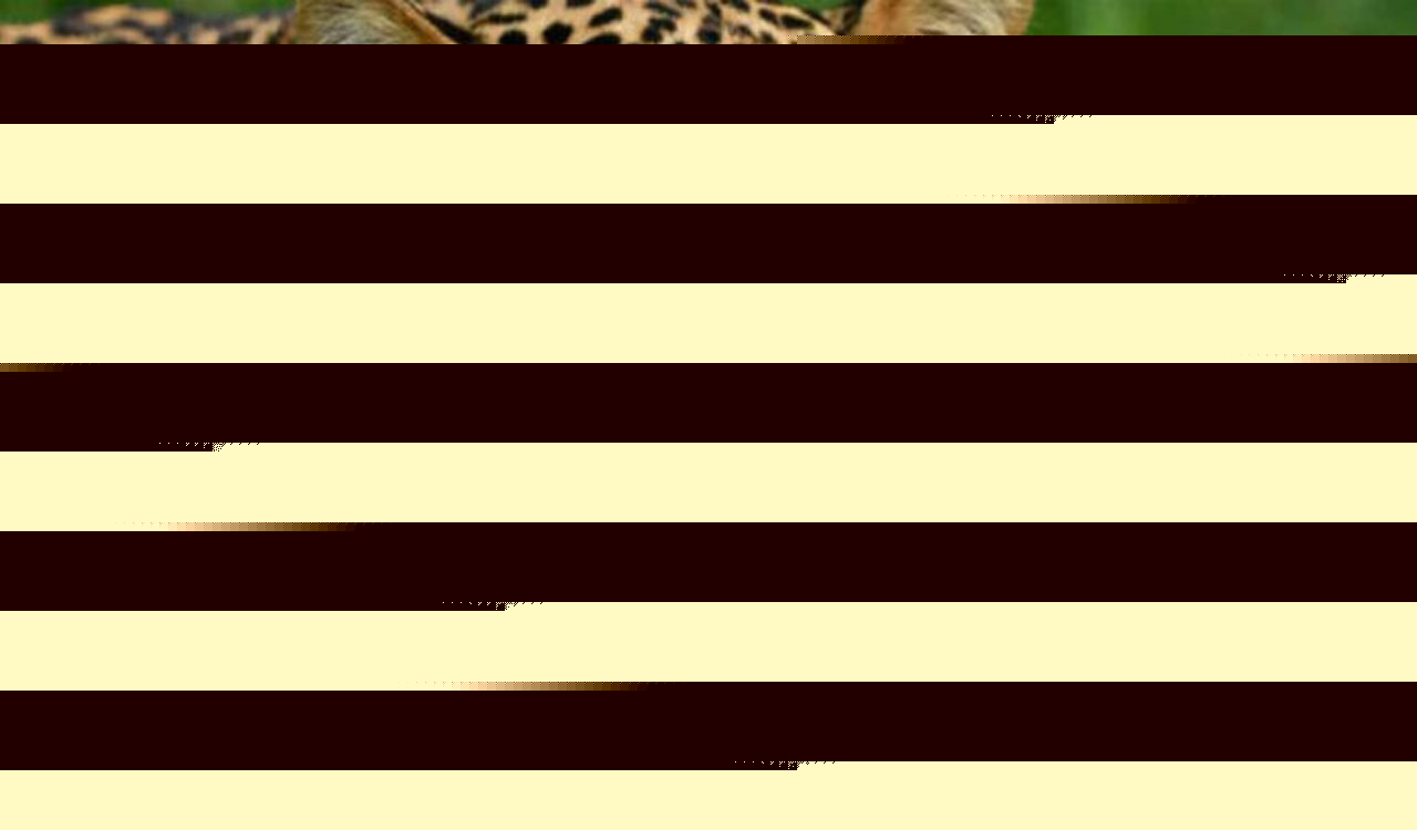 UP: Leopard captured in Dudhwa buffer zone