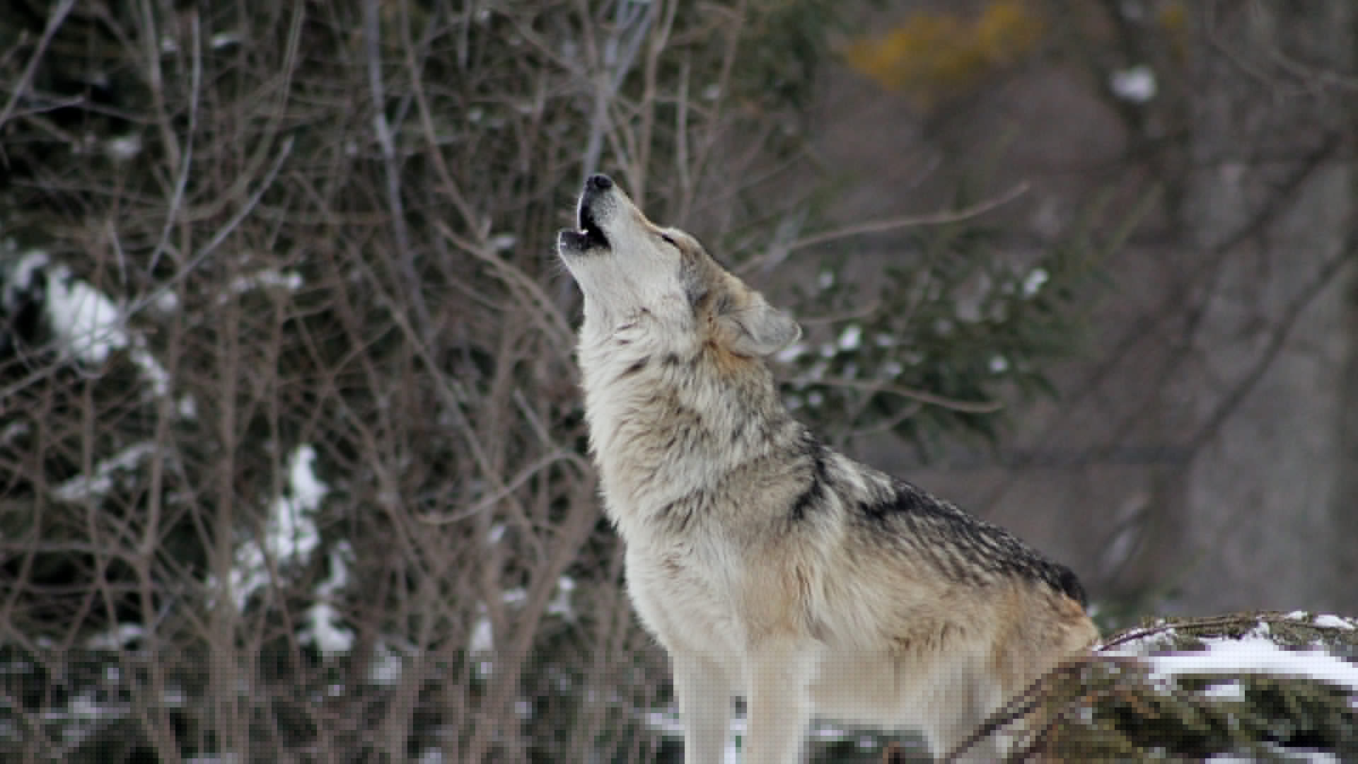 Conserving Culture in Endangered Species
