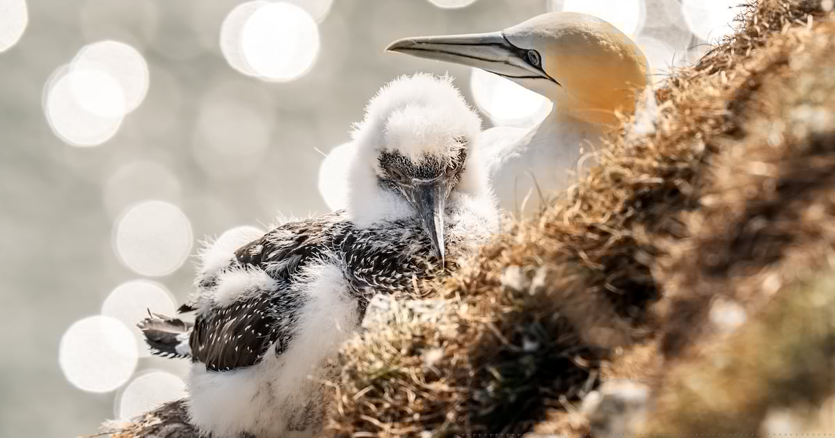 Animal charities welcome NatureScot recommendations to reject guga hunt licence