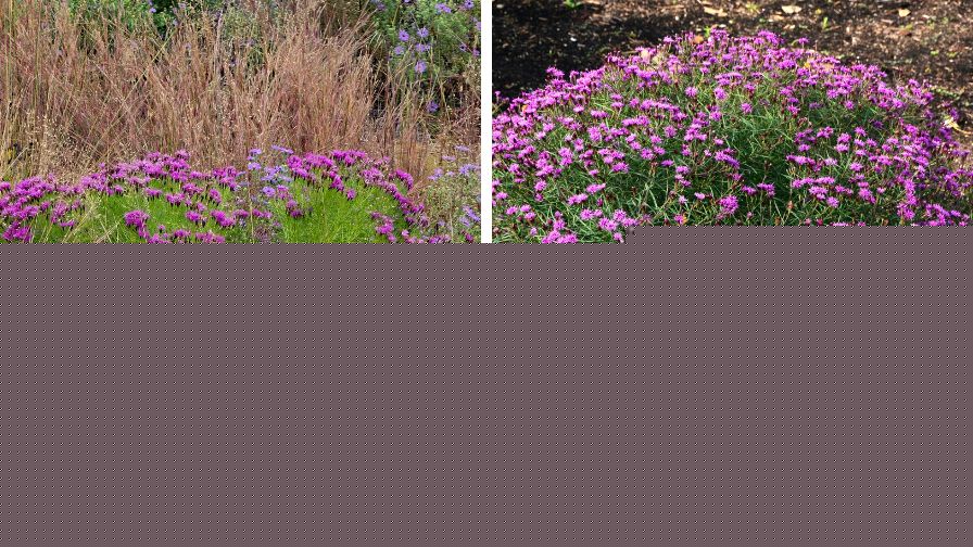 Announcing the 2027 Perennial Plant of the Year