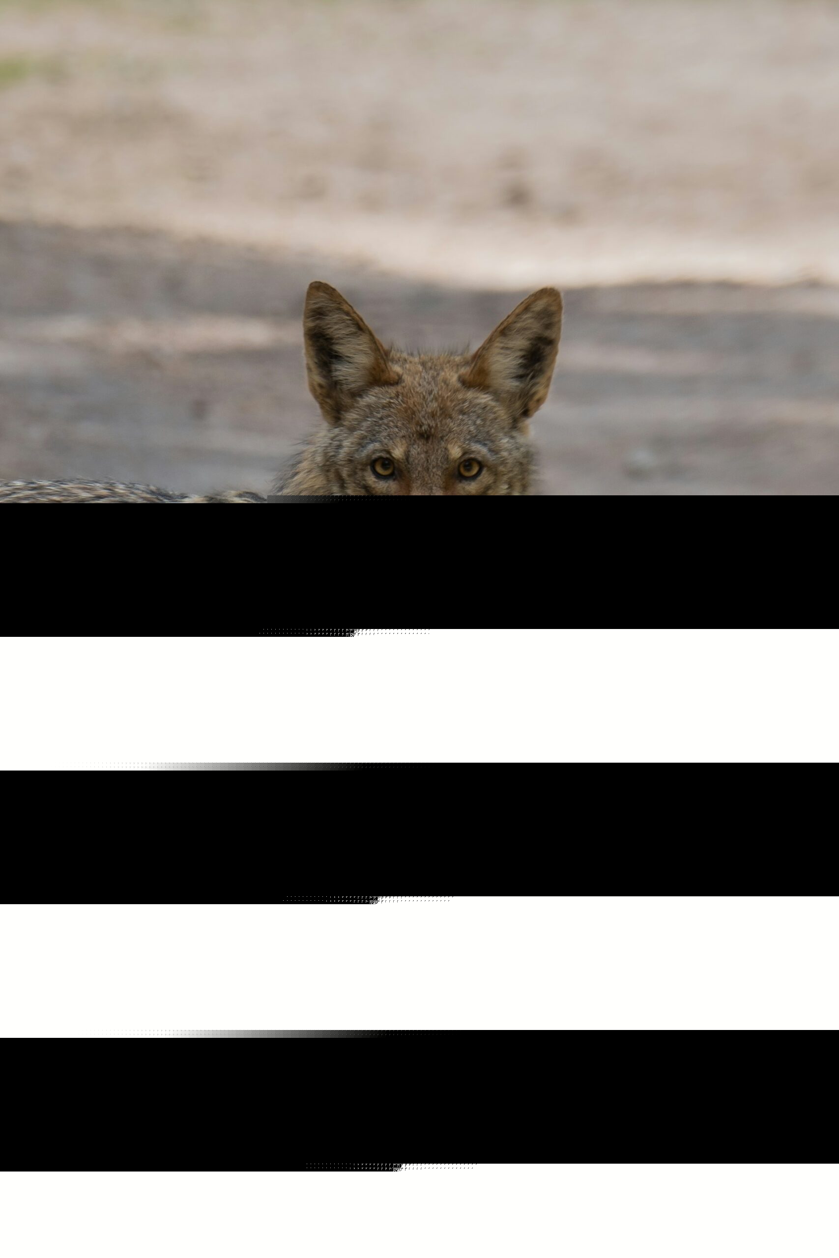 Coyotes Den In West Hollywood Construction Site