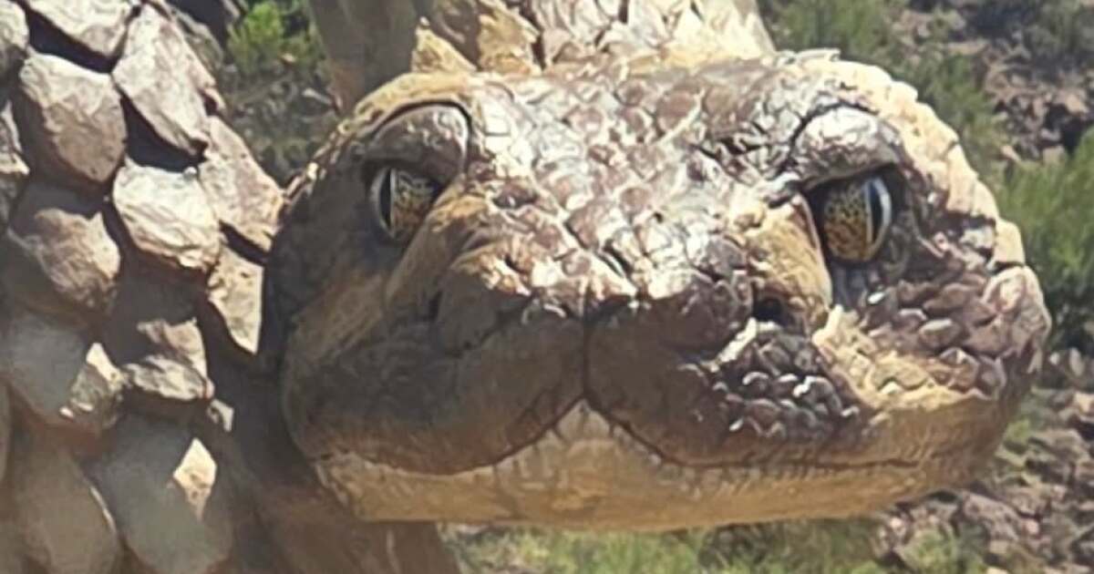 All that slithers is gold: New rattlesnake sculpture installed in Marana