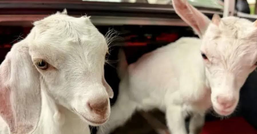 KCPD Investigation Leads To Adorable Goats