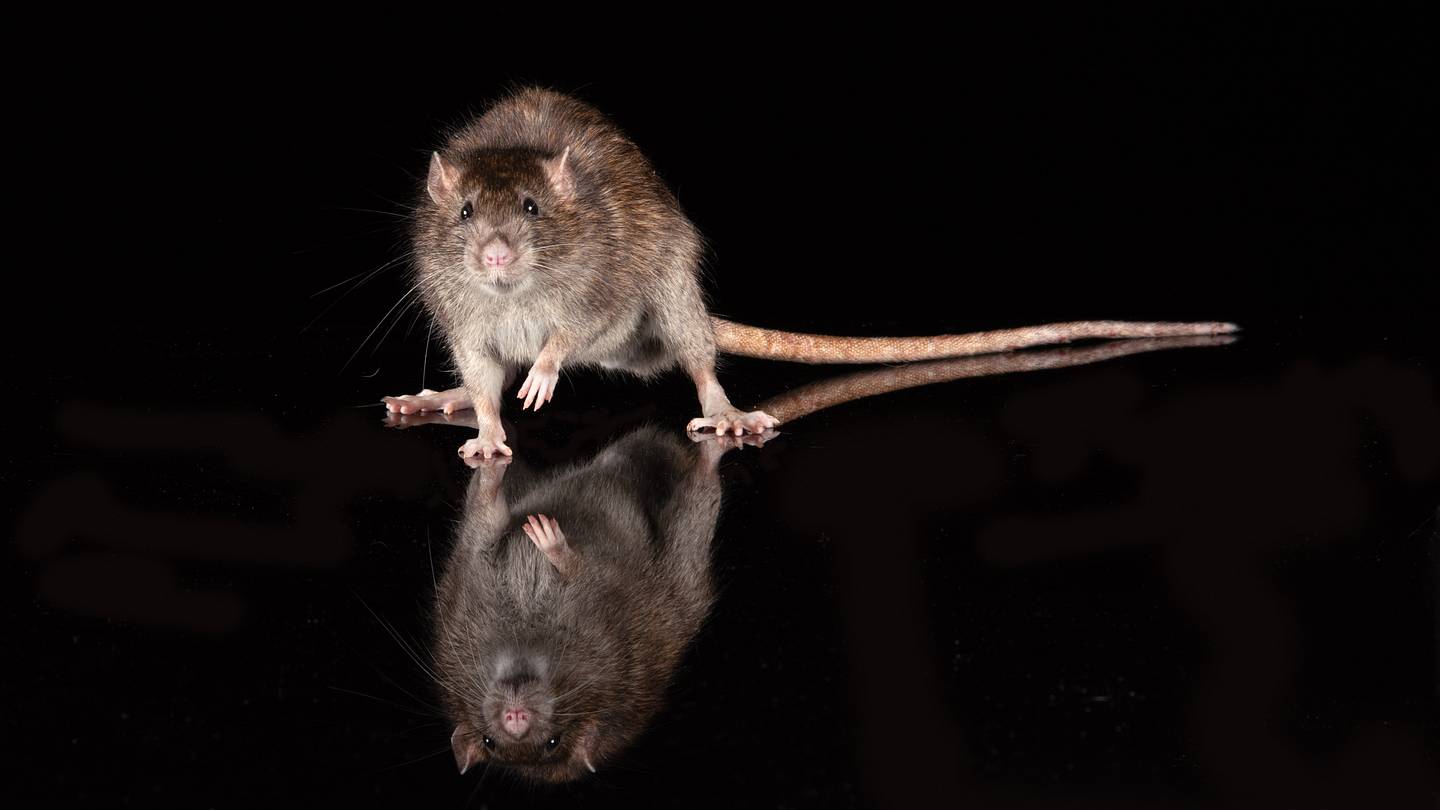 The 20 Rattiest Cities in the U.S.