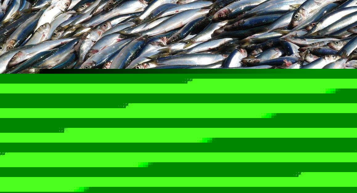 Cornelis Vrolijk’s UK fleet sees profits treble on back of pelagic price wave