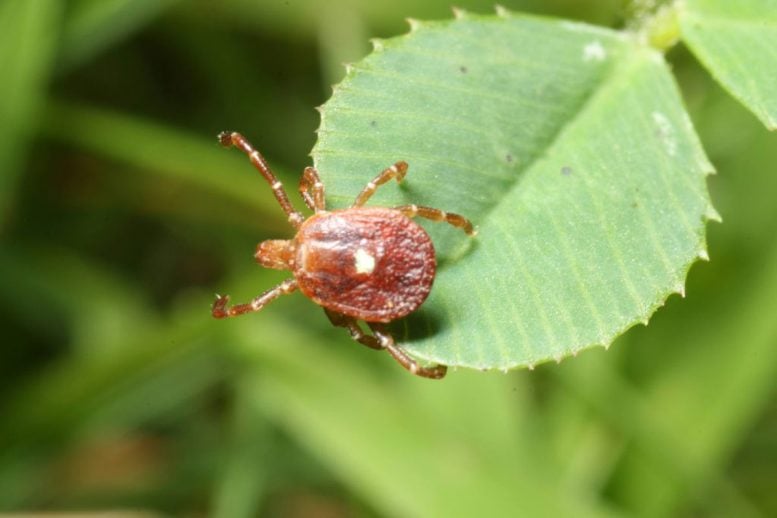 Rare Bourbon Virus Confirmed in New York for the First Time