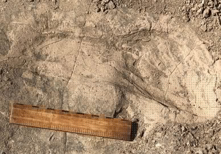1.4-Million-Year-Old Footprints Reveal a Giant Human Relative