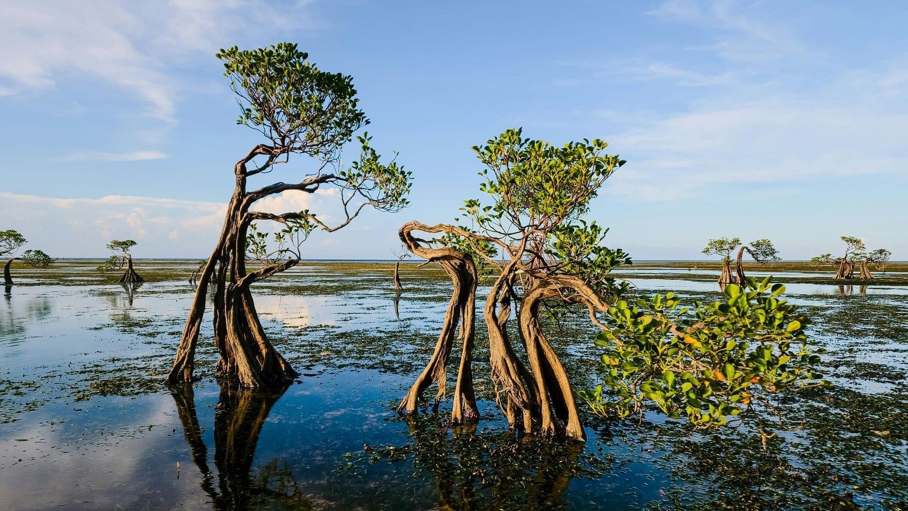 Nicaragua ratifica el Centro Internacional del Manglar para restaurar 102.000 hectáreas de ecosistemas costeros