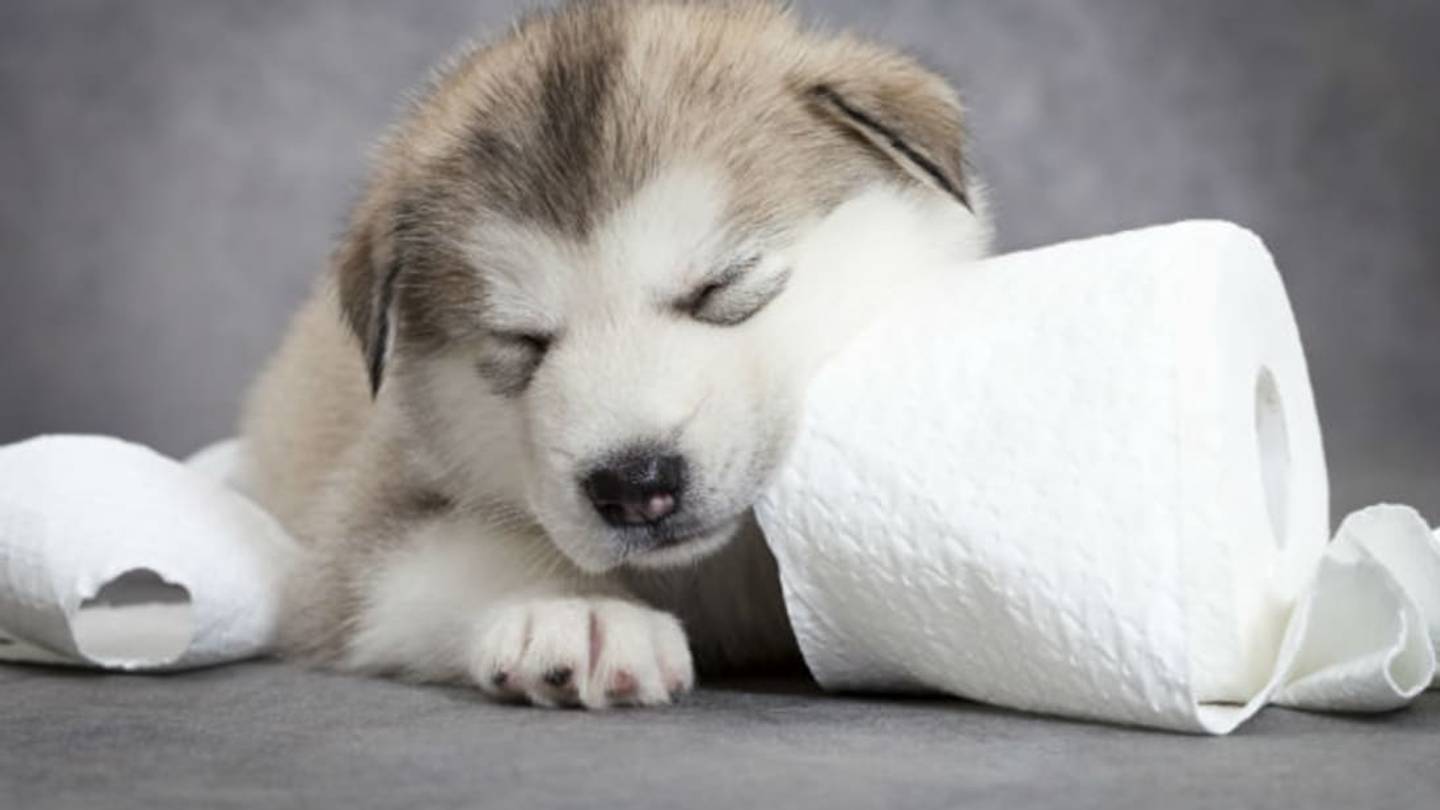 Why Do Dogs Eat Poop?